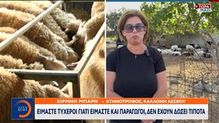 Αφθώδης πυρετός: Σε απόγνωση οι κτηνοτρόφοι της Λέσβου