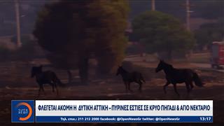 Φωτιά στην Δυτική Αττική: Παντού καμένα δέντρα,ζώα και αυτοκίνητα