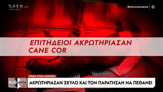 Ανήμπορα ζωάκια θύματα «τεράτων»
