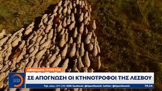 Αφθώδης πυρετός: Σε απόγνωση οι κτηνοτρόφοι της Λέσβου