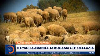 Η ευλογιά αφάνισε τα κοπάδια στη Θεσσαλία