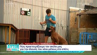 Σκύλος και παιδί στην οικογένεια-Πώς γίνεται η προσαρμογή